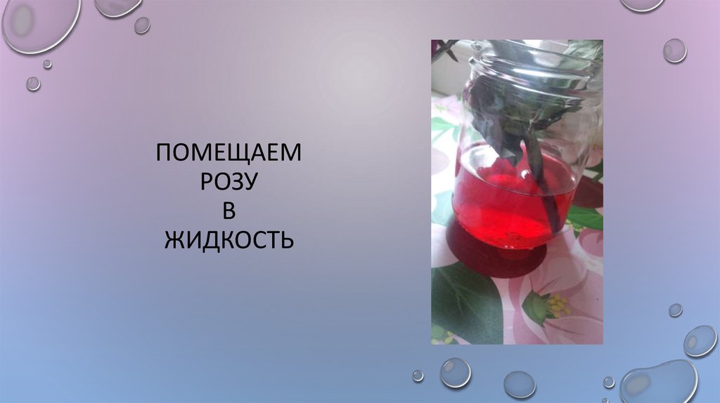 Помещаем розу в жидкость