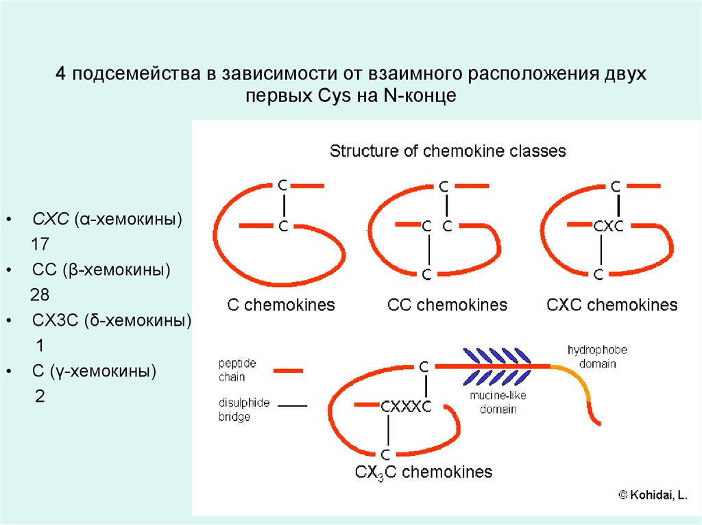 Хемокины