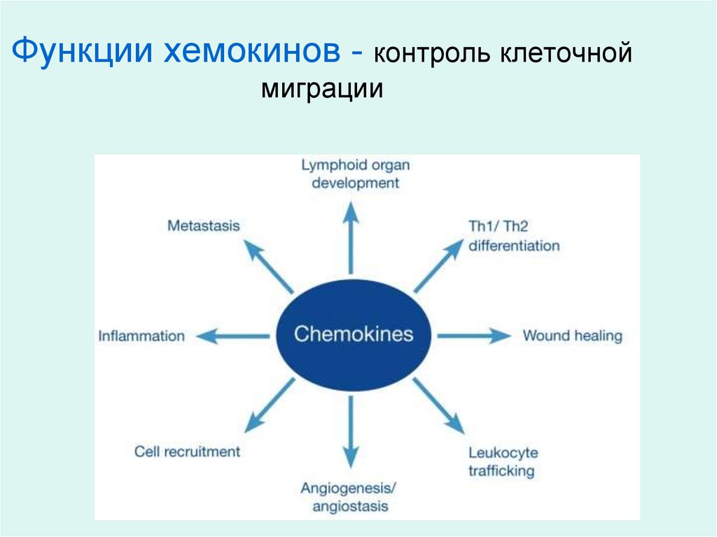 Функции хемокинов - контроль клеточной миграции