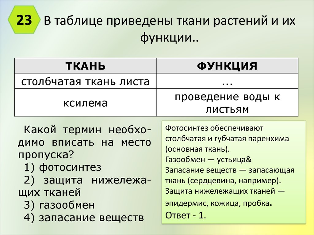 Приводящие ткани