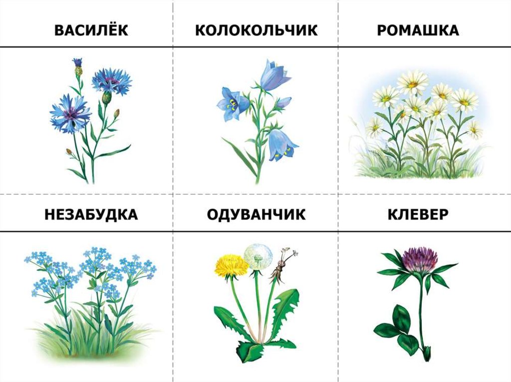 Конспект Занятия Знакомство С Лекарственными Растениями
