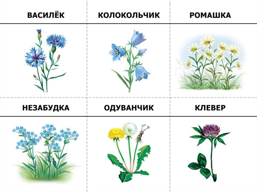 Рисунки растений с названиями