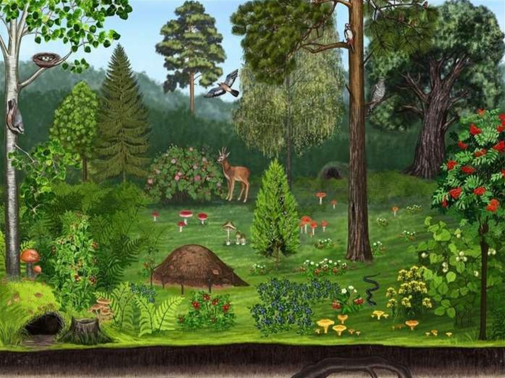 Сюжетная экологическая игра. Сказочный лес для детей. Сказочная Полянка в лесу. Лес рисунок. Сказочная опушка леса.