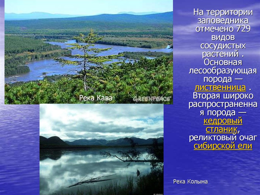 Скорость течения реки колыма. Происхождение реки Колыма. Колыма (река). Исток Колымы. Информация о реке колым.