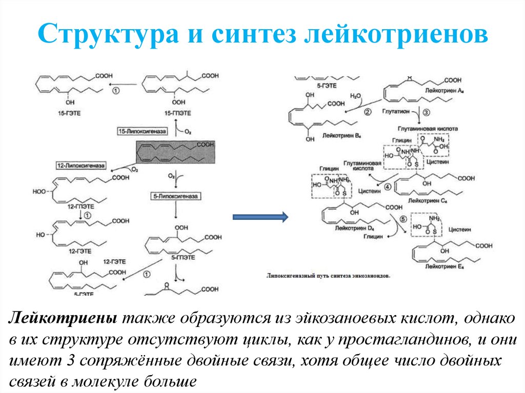 Третий синтез. Схема синтеза простагландинов и лейкотриенов. Биосинтез простагландинов и лейкотриенов. Лейкотриены схема синтеза. Липоксигеназный путь синтеза эйкозаноидов.