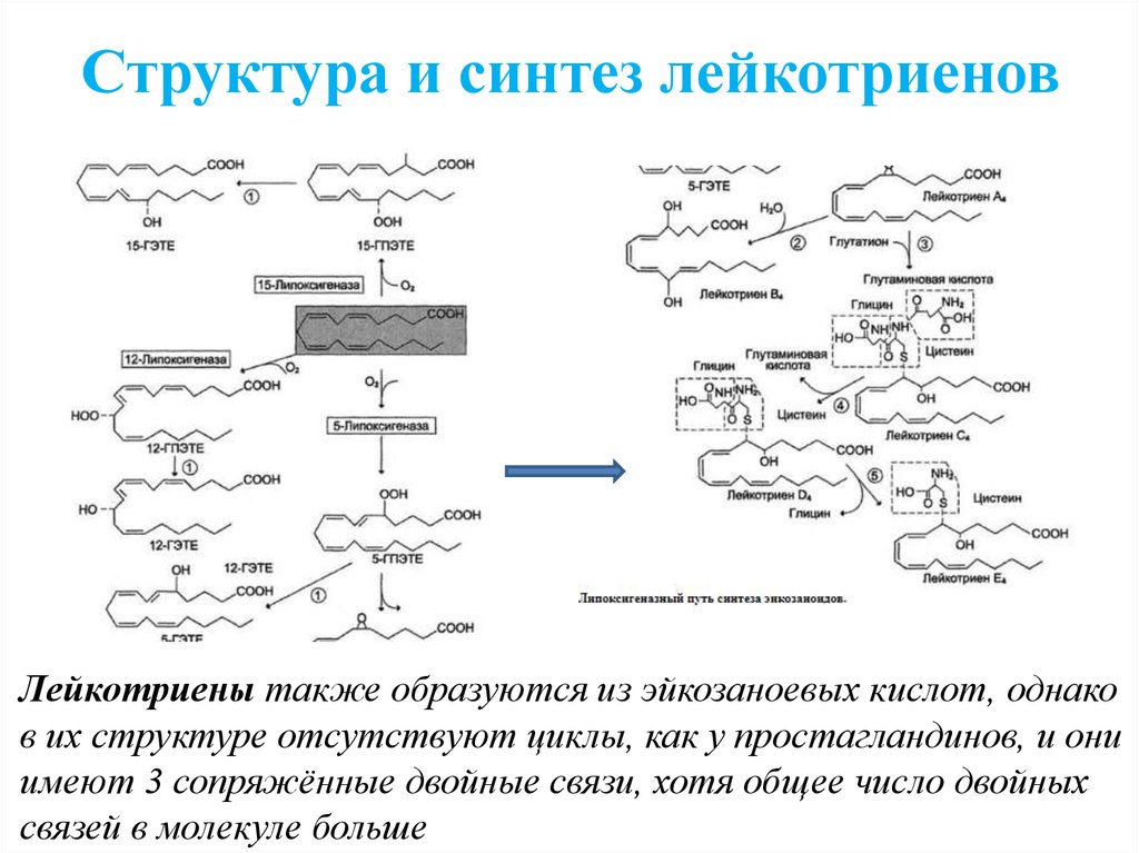 Простагландины схема синтеза