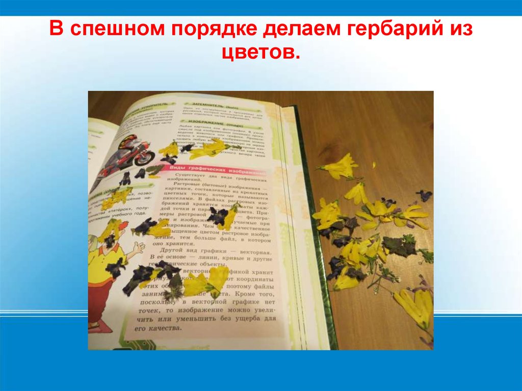 В спешном порядке делаем гербарий из цветов.