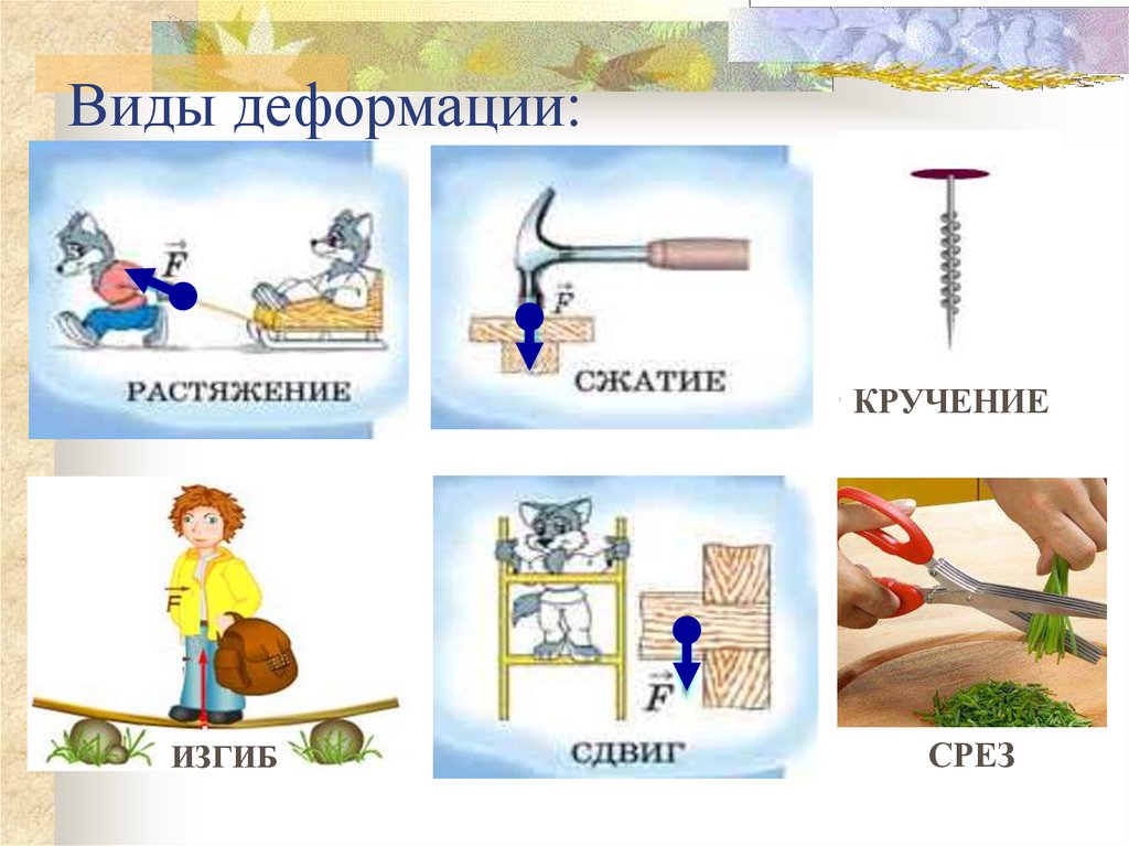 Какие виды деформации вы знаете