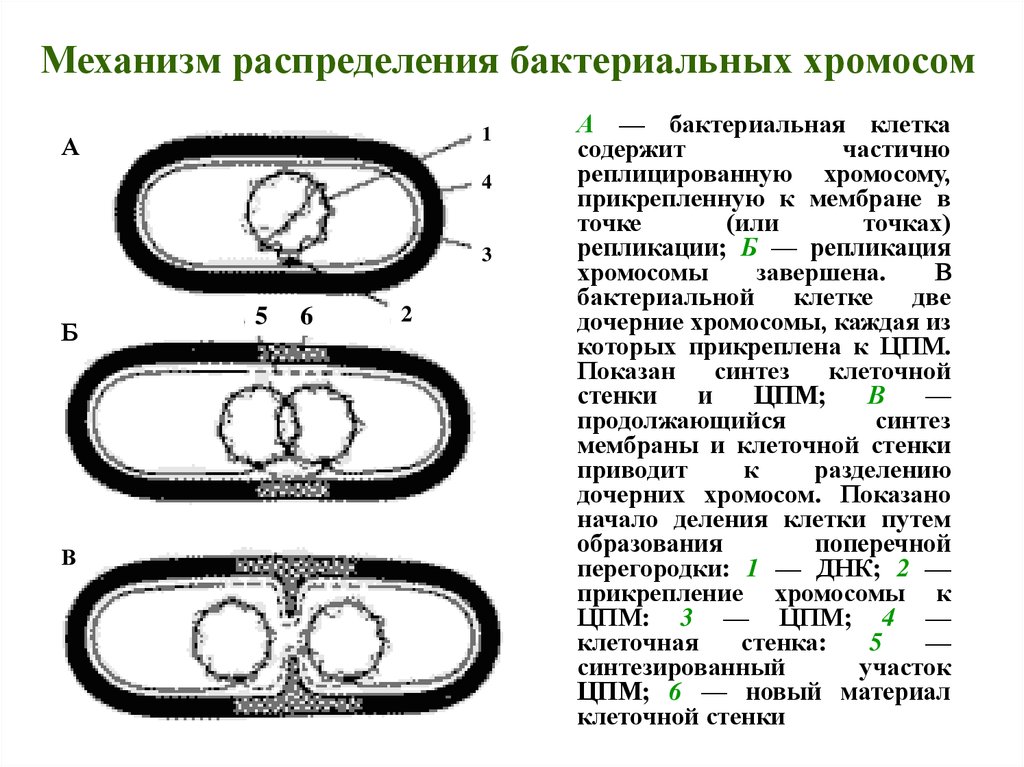 Кольцевая хромосома бактерии