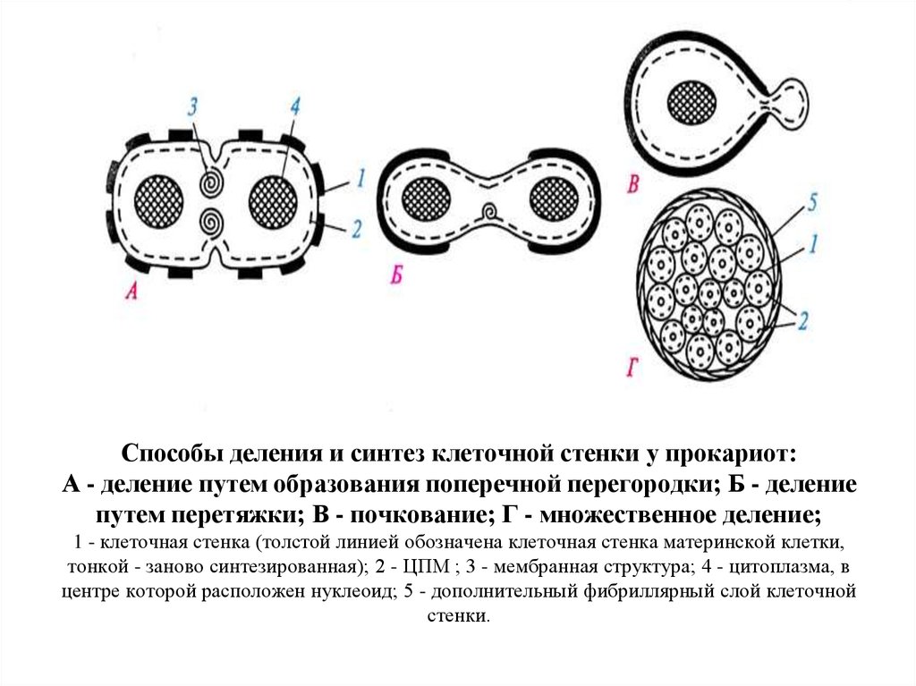 Прямым бинарным делением клетки. Способы деления прокариотических клеток. Тип деления прокариотической клетки. Деление грамотрицательных бактерий. Способы деления клетки прокариот.