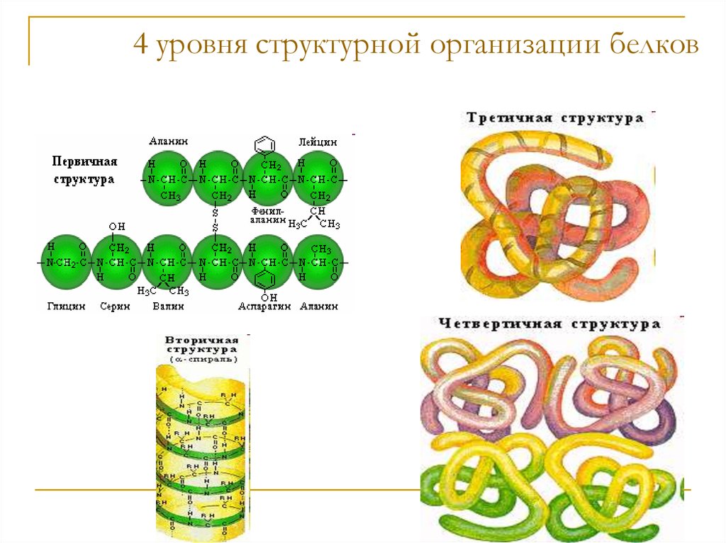 1 третичная и четвертичная структура белка