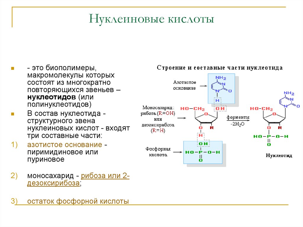 8 нуклеиновые кислоты. Синтез нуклеиновых кислот репликация и. Мономерные звенья нуклеиновых кислот. Остаток фосфорной кислоты Тип нуклеиновой кислоты.
