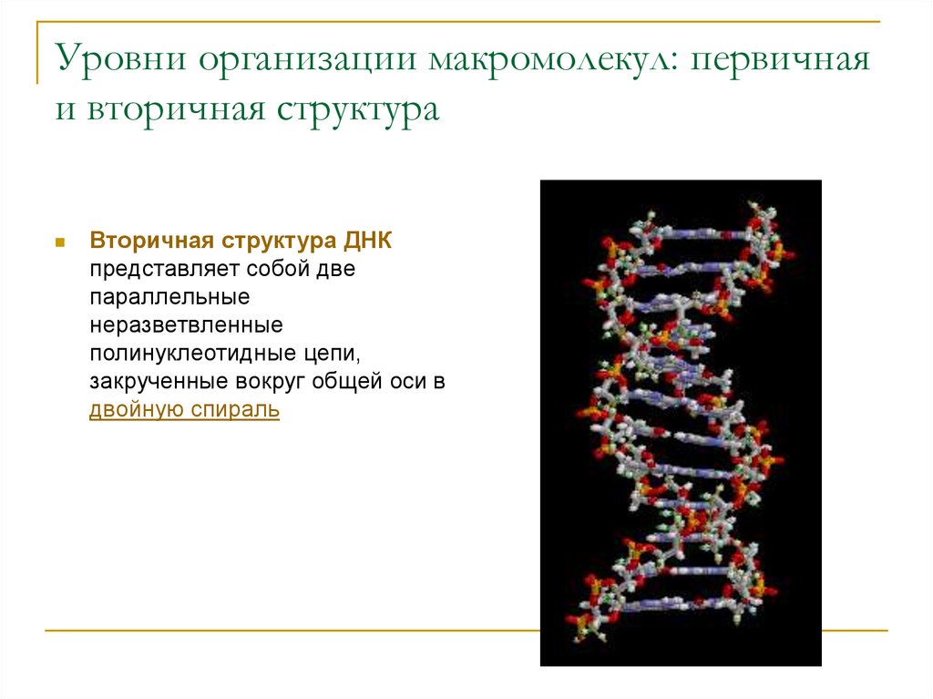 Полинуклеотидная молекула. Вторичная структура ДНК представляет собой двойную спираль:. Уровни организации ДНК первичная структура. Строение макромолекулы ДНК. Макромолекулярная структура ДНК.