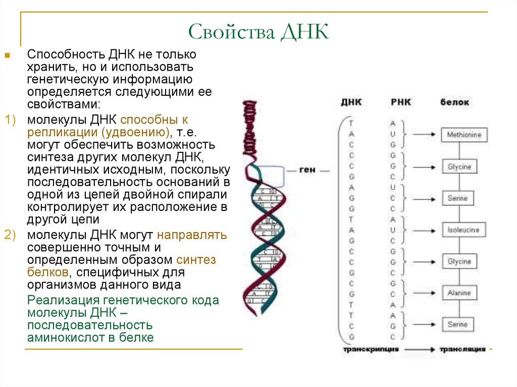 Какая молекула днк в ядре. Что такое ДНК характеристика строения и функции. Структурная организация молекулы ДНК репликация. Структура функция и физико-химические свойства ДНК. Структурная организация молекулы ДНК ее свойства.