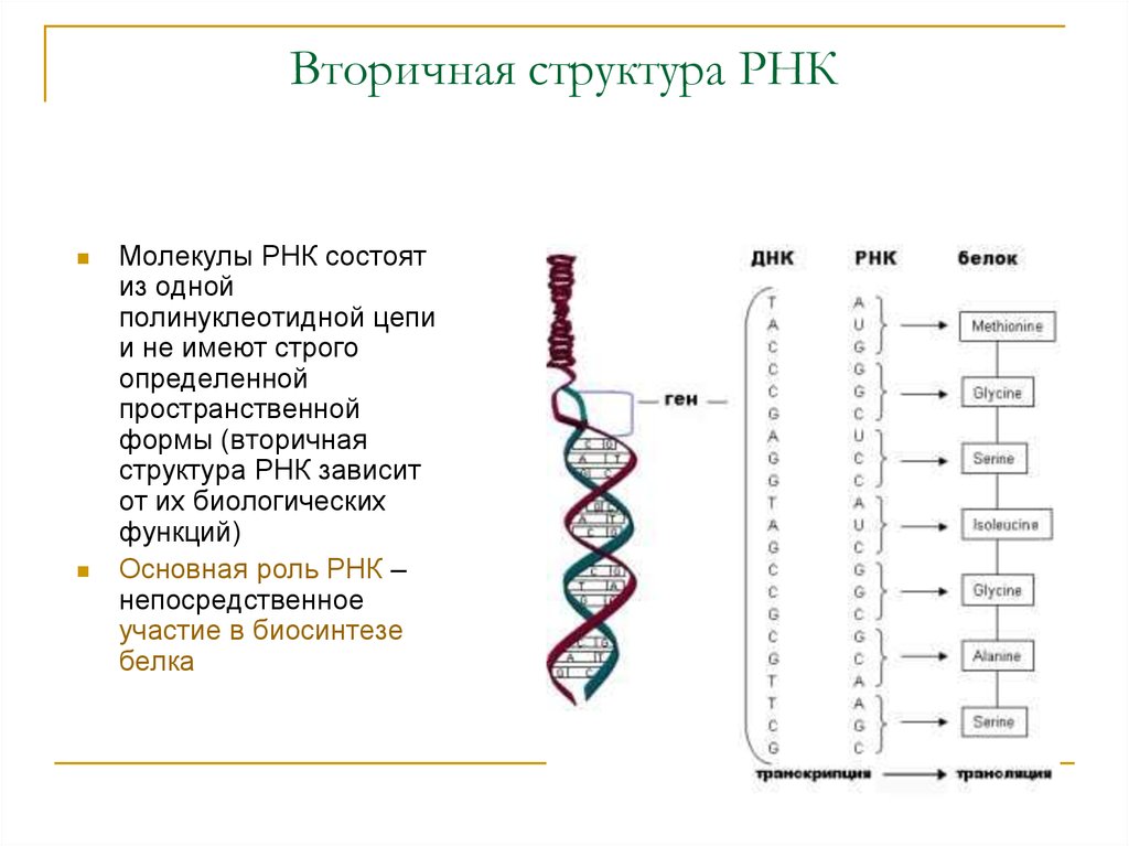 Функциональная рнк. Первичная структура информационной РНК. Структура молекулы РНК. Схема первичной структуры РНК. Первичная структура структура РНК это.
