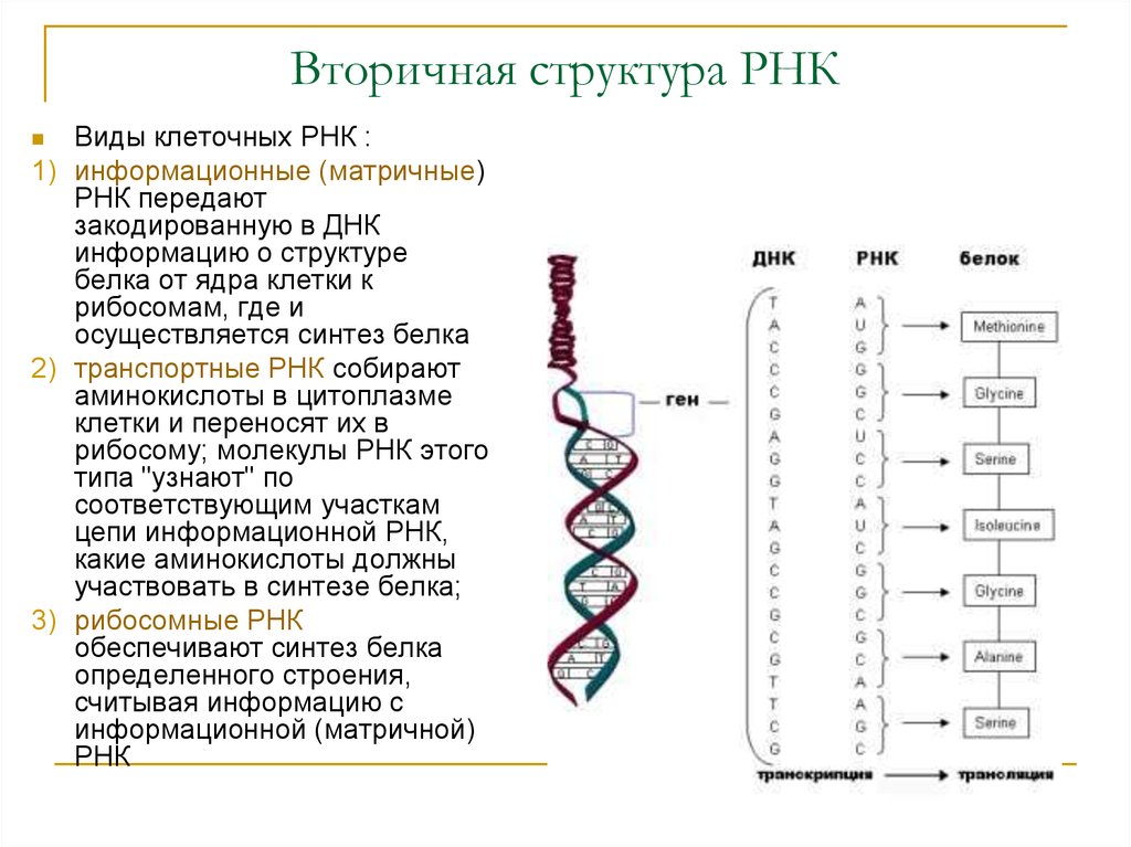 Белковая рнк. Первичная структура информационной РНК. Структура ДНК И РНК. Первичная структура структура РНК это. Первичная структура матричной РНК.
