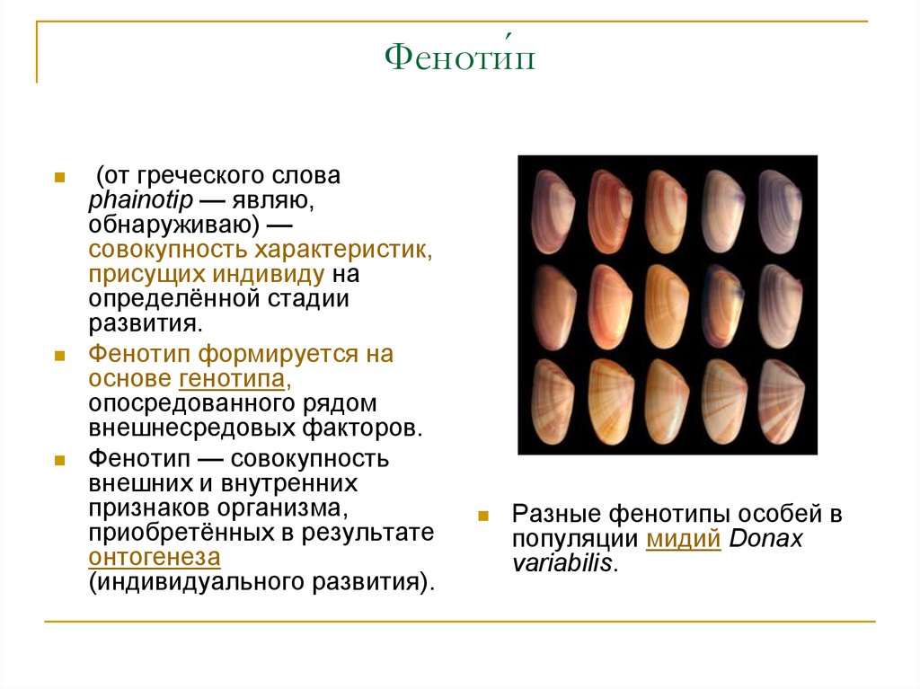 Признаки фенотипа. Фенотип это совокупность характеристик присущих индивиду. Неверно что фенотип закладывается в момент зачатия.