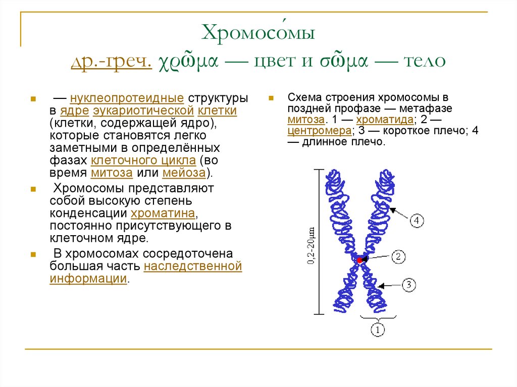 Ядрышко хромосомы