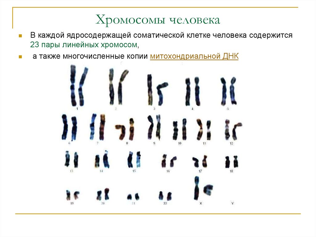 Хромосомы группы г