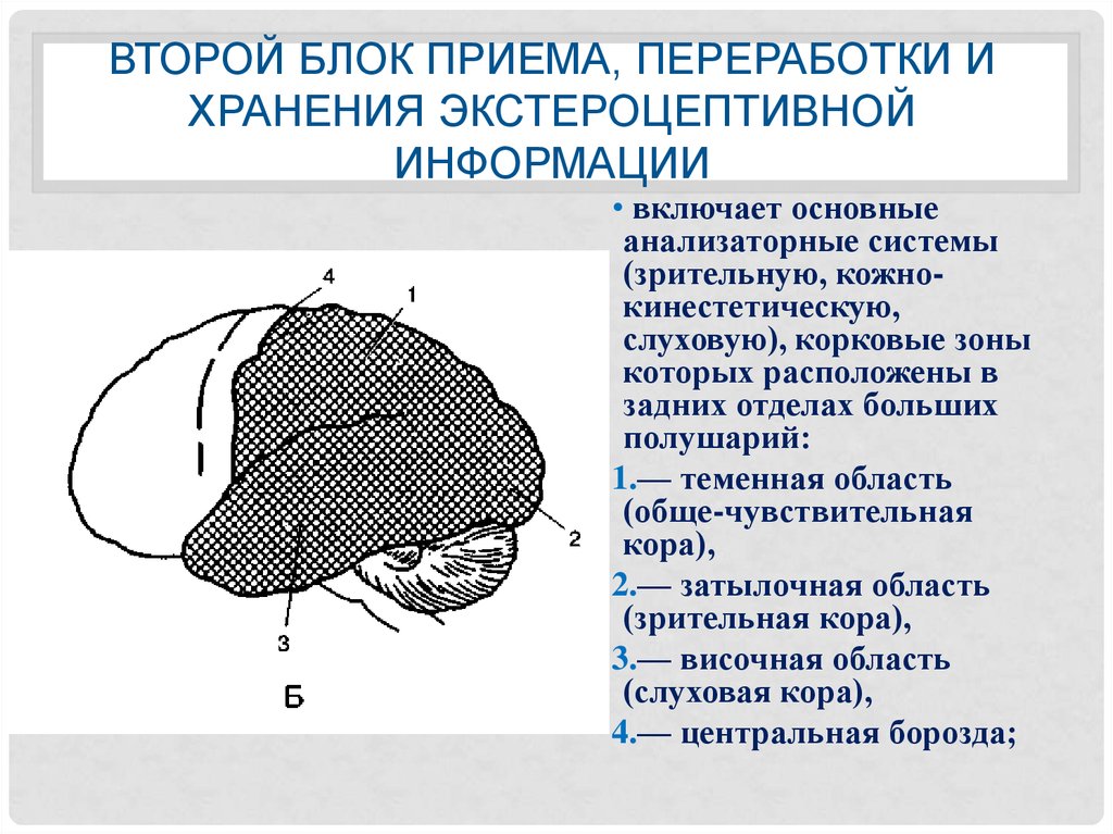 Типы организации мозга. Блок приема, переработки и хранения экстероцептивной информации.. 2 Блок мозга корковые. II блок приема, переработки и хранения информации (операциональный). Мозг блок приема, переработки и хранения информации.