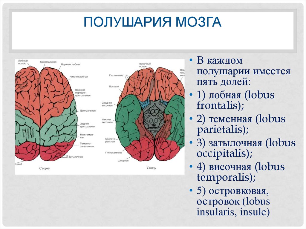 Что находится в полушариях мозга. Полушария мозга. Левое полушарие головного мозга. Два полушария мозга. Левое и правое полушарие мозга.