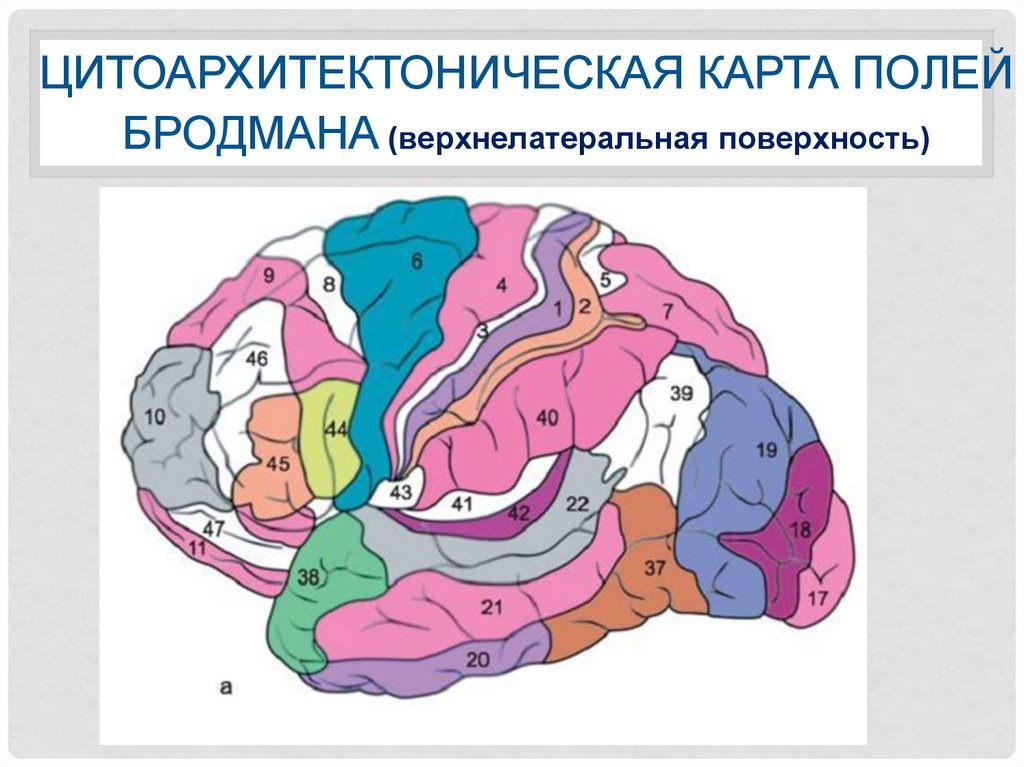 Карта мозга. Карта цитоархитектонических полей Бродмана. Поля головного мозга по Бродману. Карта цитоархитектонических полей коры головного мозга. Поля коры головного мозга по Бродману.