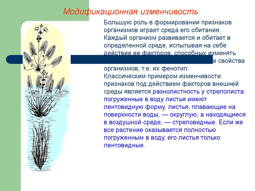 Лабораторная работа модификационная изменчивость 10 класс биология