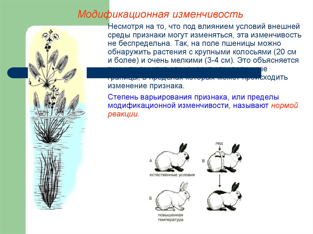 Изучение модификационной изменчивости и построение