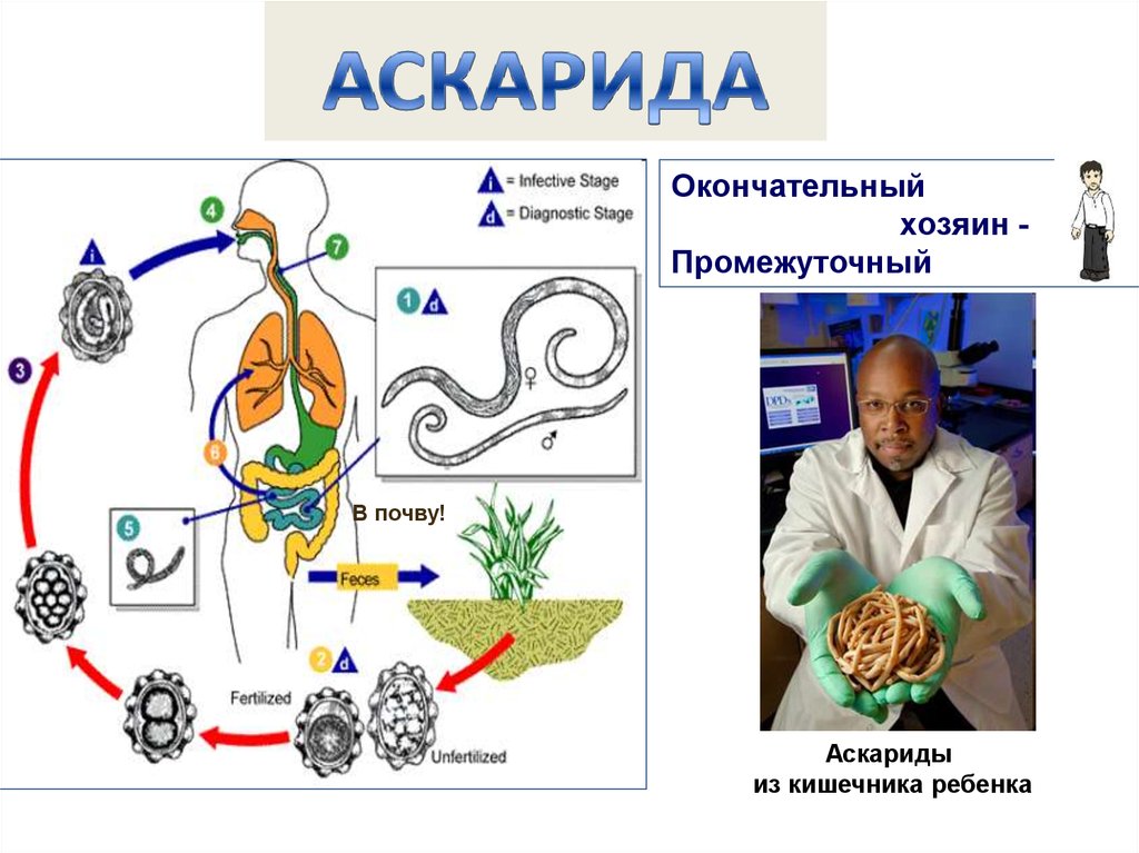 Можно ли считать человека промежуточным хозяином аскариды. Промежуточный хозяин цикл развития человеческой аскариды. Аскарида жизненный цикл хозяин окончательный. Аскарида жизненный цикл промежуточный хозяин. Ascaris lumbricoides жизненный цикл.