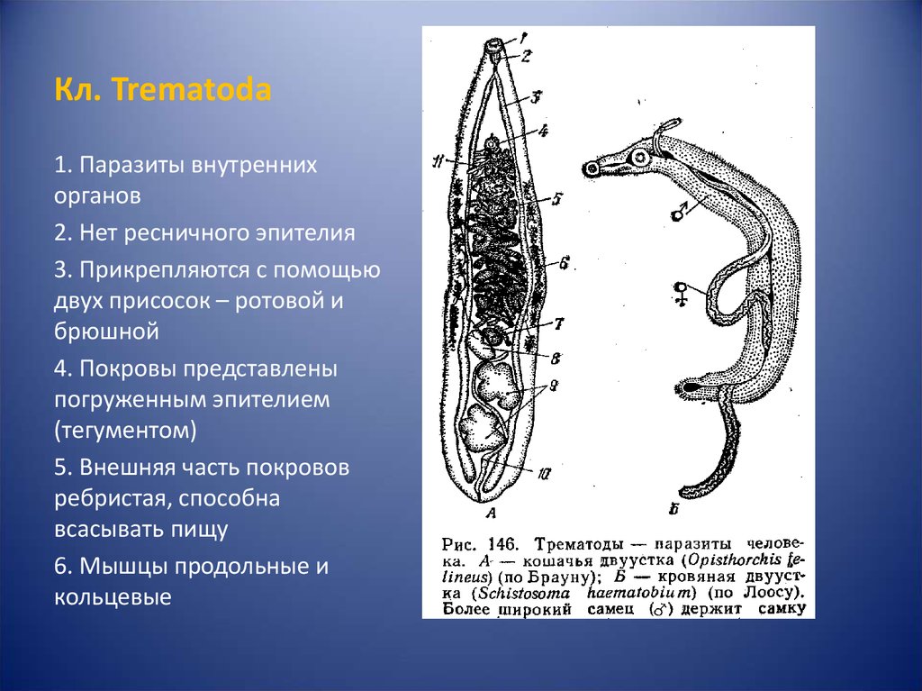 Кровяной сосальщик строение рисунок