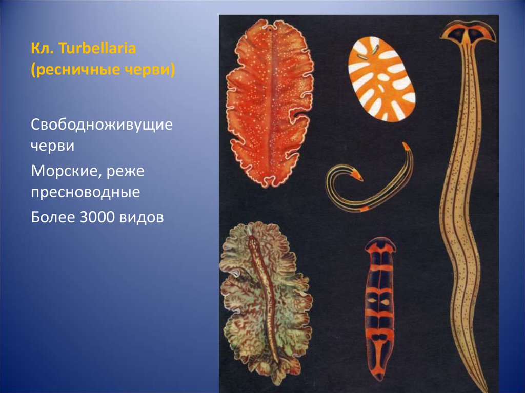 К группе плоских червей относится. Морские Ресничные черви турбеллярии. Turbellaria (Ресничные черви). Свободноживущие Ресничные черви. Ресничные свободноживущие плоские черви.