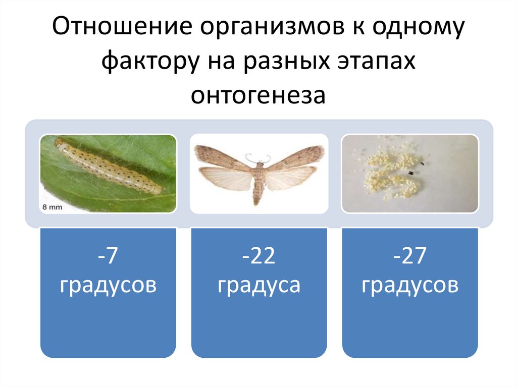 Интенсивность действия факторов среды