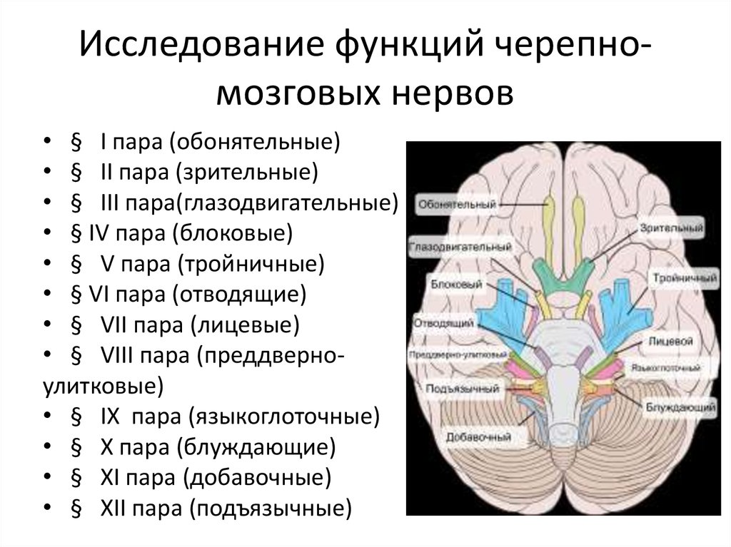 12 пар черепных нервов презентация - 80 фото