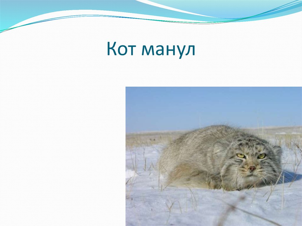 Кот манул презентация