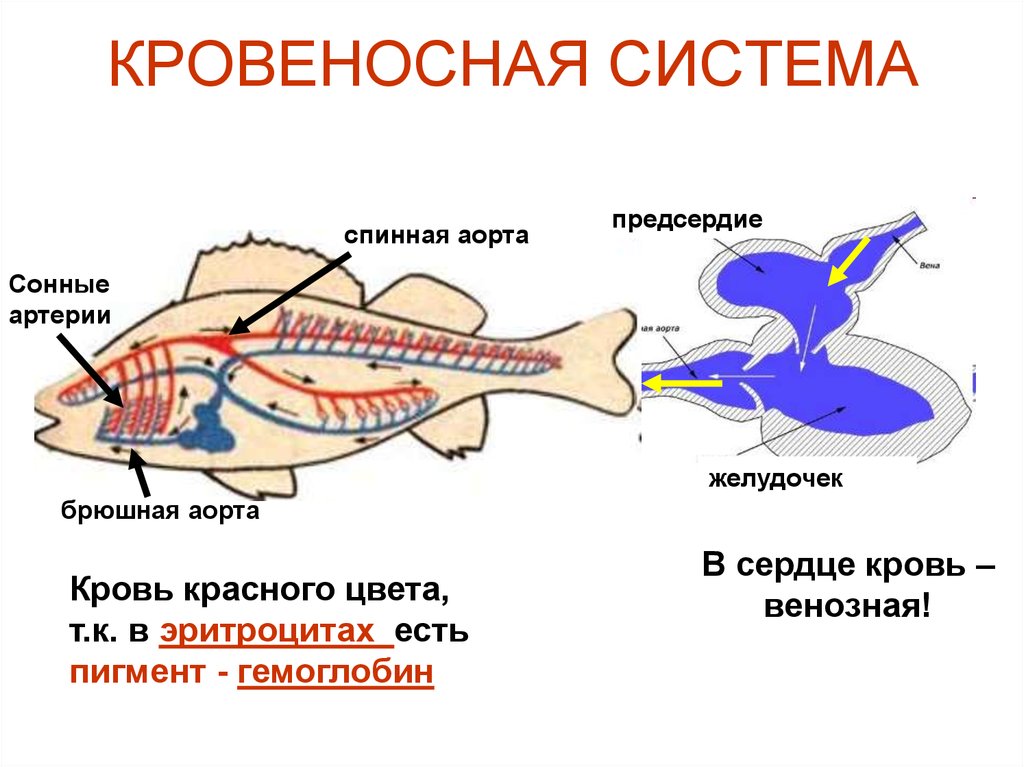 Какие системы органов у рыб. Кровеносная система рыб 7 класс биология. Кровеносная система рыб схема. Схема строения кровеносной системы костной рыбы. Кровеносная система рыб схема 7 класс.