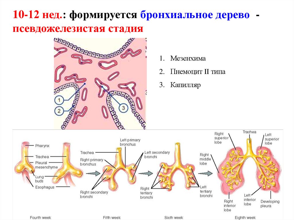 Эмбриогенез дыхательной системы презентация