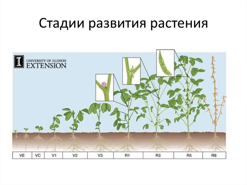 Схема защиты чечевицы