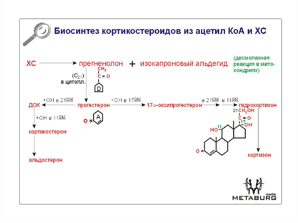 Кофермент атф. Биосинтез кортизола биохимия. Синтез ацетил КОА. Кофермент синтеза холестерола. Схема синтеза кортикостероидных гормонов.