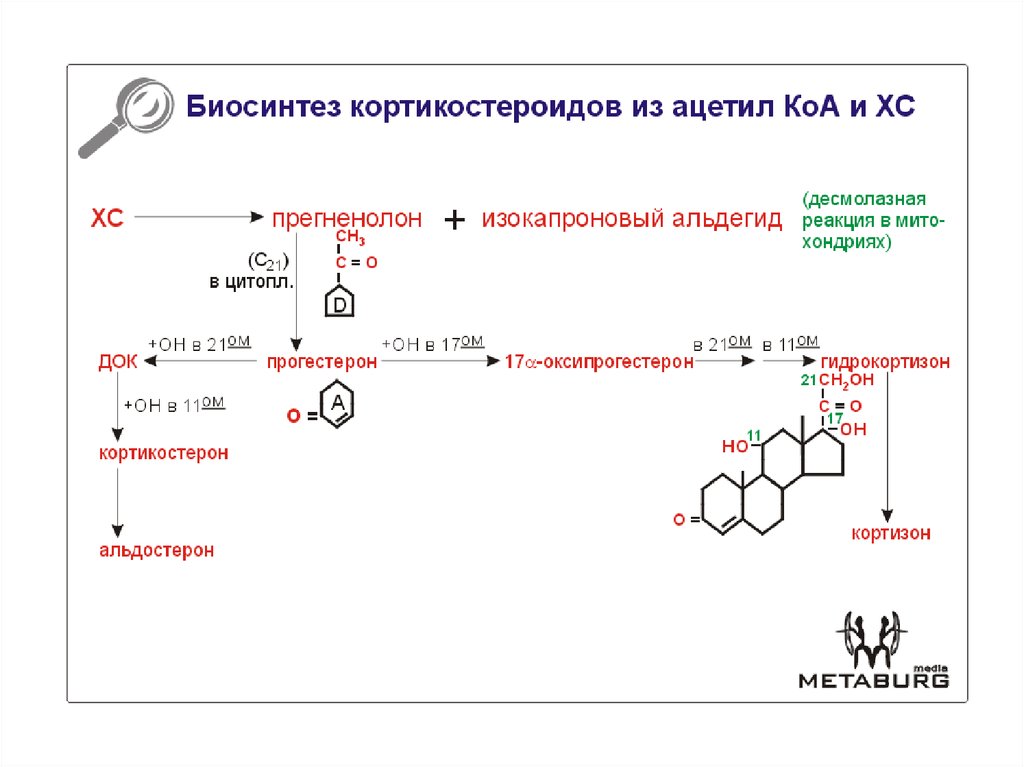 Глюкокортикоиды биохимия презентация