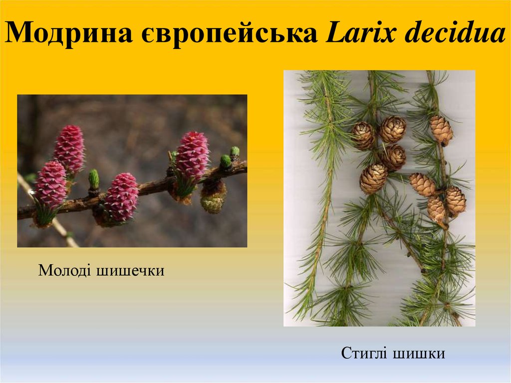 Модрина європейська Larix decidua