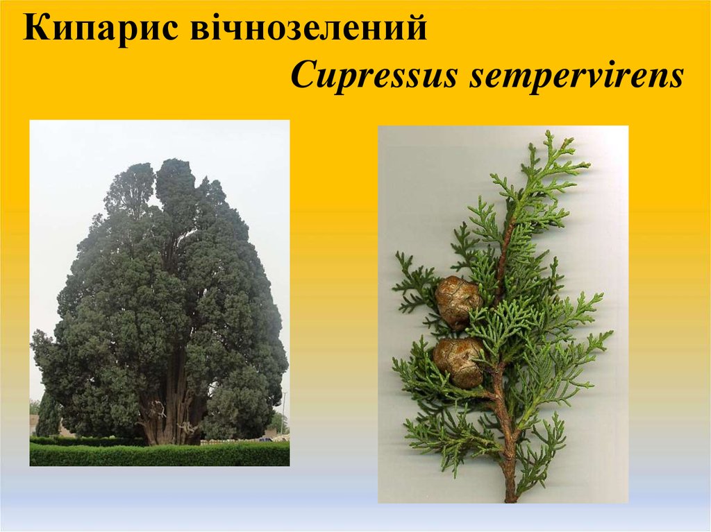 Кипарис вічнозелений Cupressus sempervirens