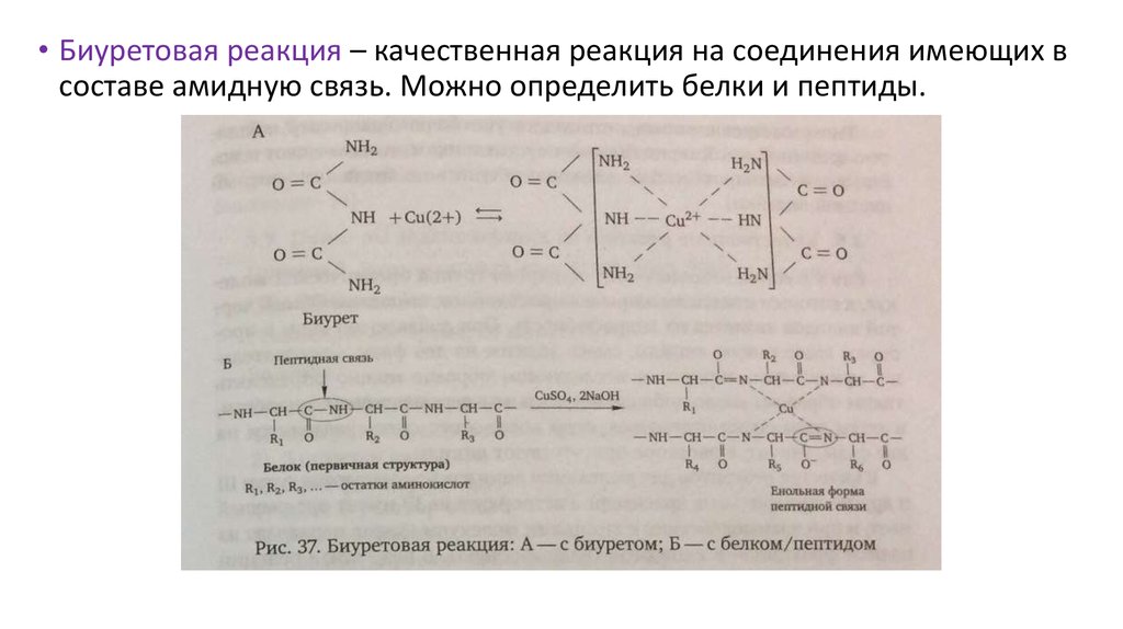 Напишите схему биуретовой реакции