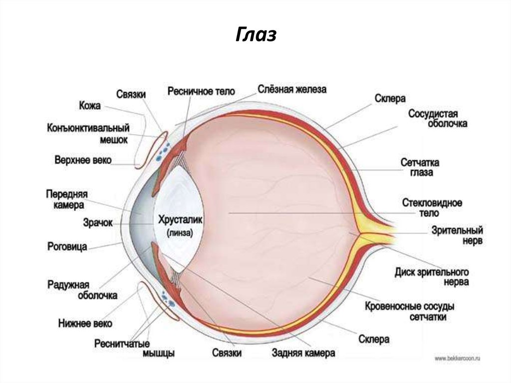 Фокусировку изображения обеспечивает хрусталик зрачок стекловидное тело