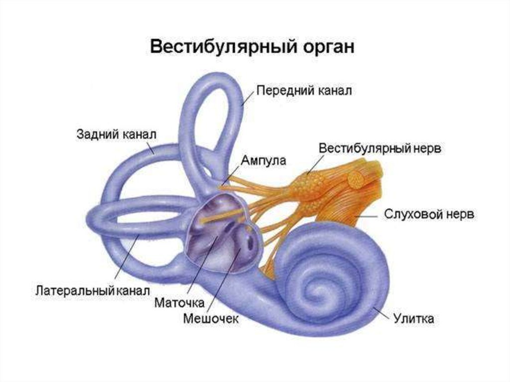 Презентация анатомия внутреннего уха