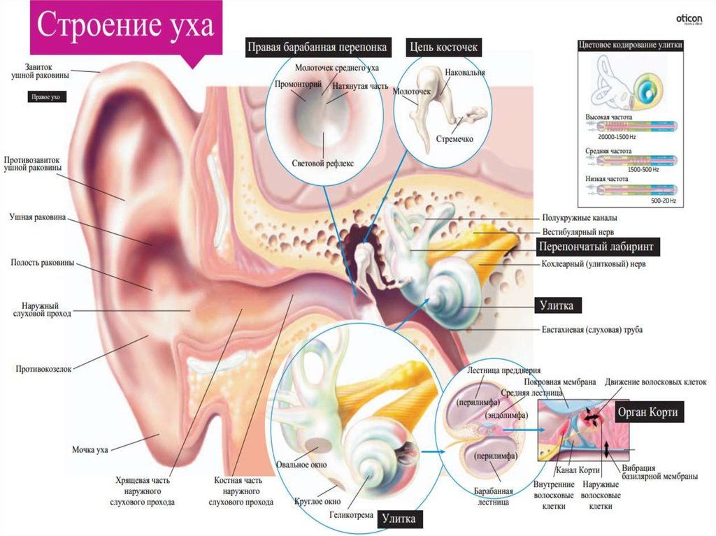 Строение уха человека описание. Строение ушной раковины человека. Строение уха человека. Слуховой проход анатомия. Анатомия уха человека.