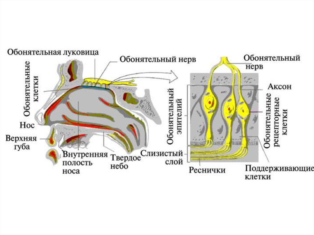 Презентация сенсорные системы человека