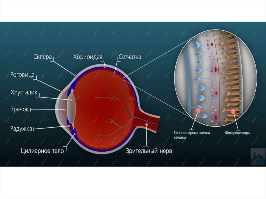 Хориоидея глаза. Радужка цилиарное тело хориоидея. Функции хориоидеи глаза. Сетчатка и роговица.