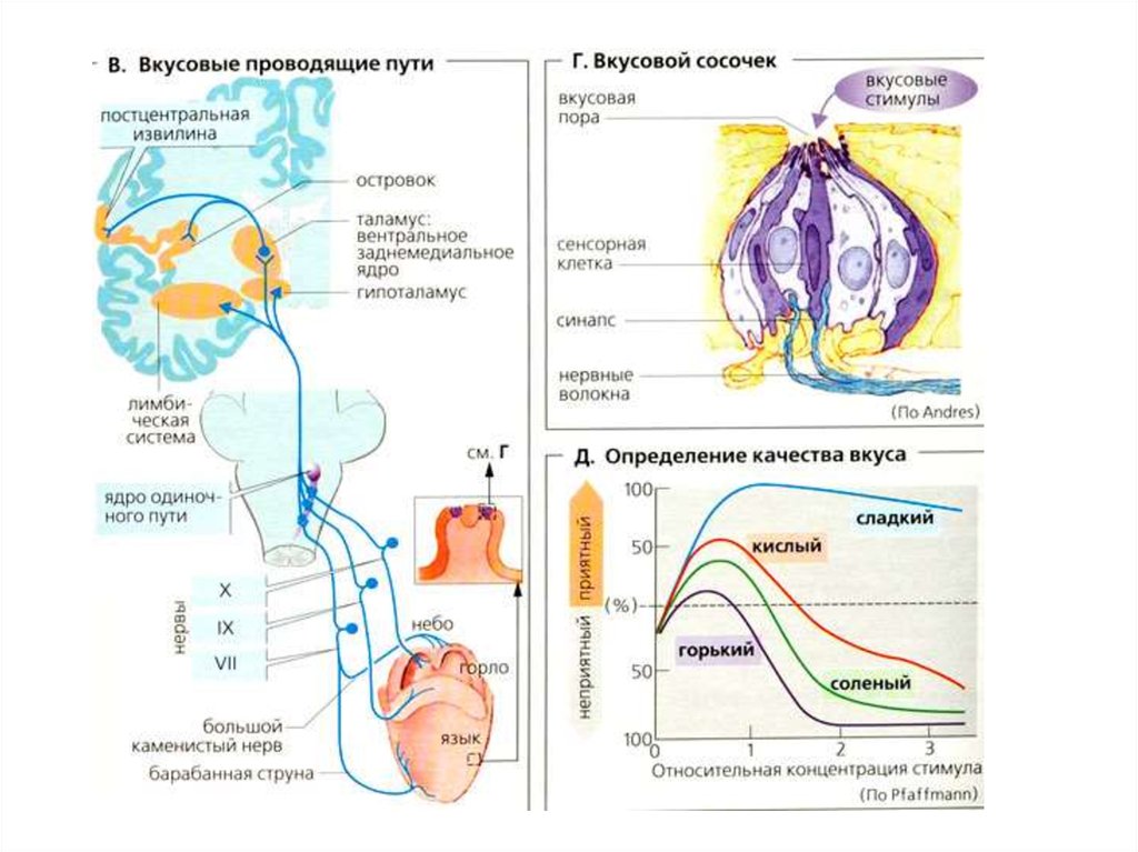 Вкусовой анализатор физиология презентация