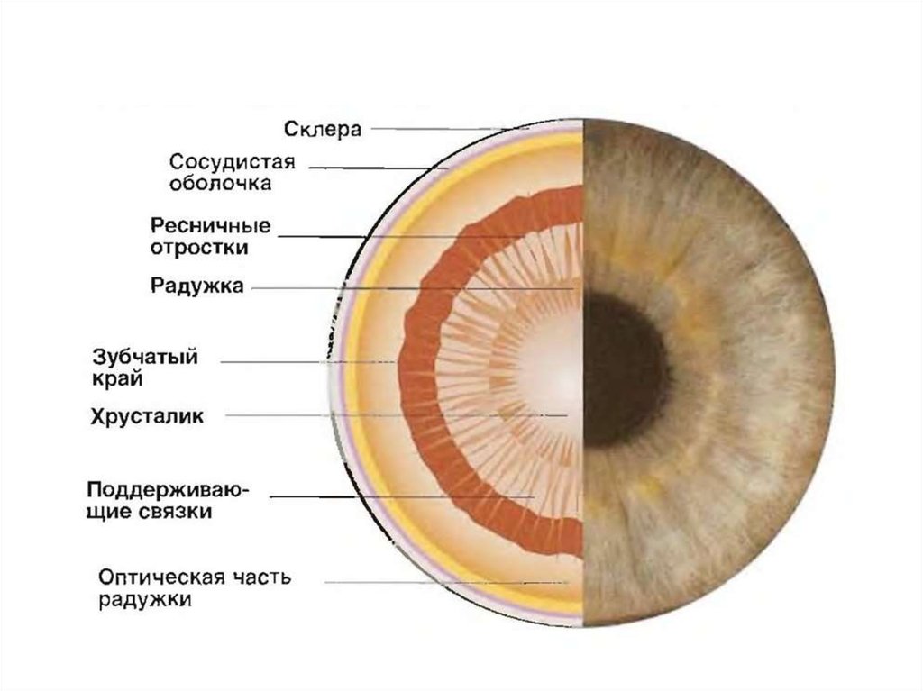 Радужка является частью оболочки глаза