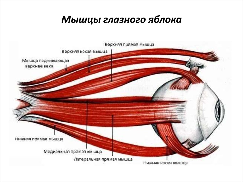 Почему дергаются мышцы глаза. Анатомия глазодвигательных мышц. Мышцы глазного яблока анатомия функции. Глазодвигательные мышцы глаза строение. Мышцы глаза человека анатомия.